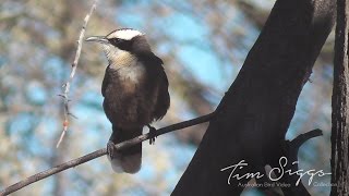 Halls Babbler Pomatostomus halli HD Video clip 11 [upl. by Idieh]