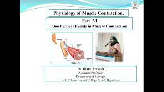 Muscle Contraction Part VI Biochemical Events in Muscle Contraction by Dr Bharti Prakash [upl. by Latsyrhk475]