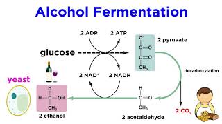 Anaerobic Respiration and Fermentation [upl. by Barrada]