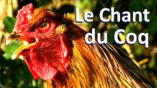 Chant du Coq Brahma Perdrix [upl. by Naesed]