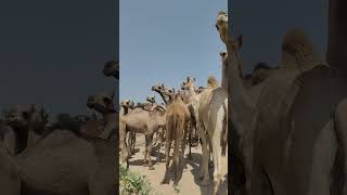 A herd of camels came to the pond to drink watercamels pondthar [upl. by Kissiah465]