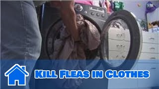 Home Pest Control  How to Kill Fleas in Clothes [upl. by Akyeluz]