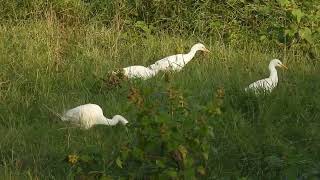 Des grandes Aigrettes et aigrette garzette [upl. by Nueoht]