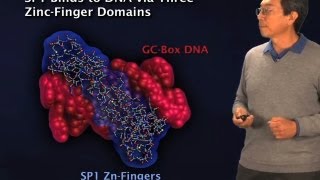 Discovery of transcription factors  Robert Tjian BerkeleyHHMI [upl. by Holofernes]