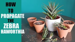 ZEBRA HAWORTHIA PROPAGATION  How to propagate The Zebra Haworthia pups [upl. by Alvita]