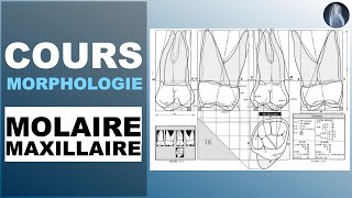 Morphologie  Molaire maxillaire  Cours  © [upl. by Sheff]