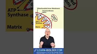 Mitochondrial Oxidative Phosphorylation ATP Synthesis in 38 Seconds cellularrespiration [upl. by Irehs]