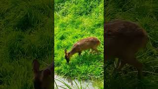 Blackbuck OR ANTILOPE CERVICAPRE shortsviral animalife animal blackbuck asiananimals [upl. by Attenaz]