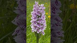 MEADOW SHOWSTOPPER the elegant COMMON SPOTTED ORCHID crammed full of blooms wildflowers [upl. by Wagoner]