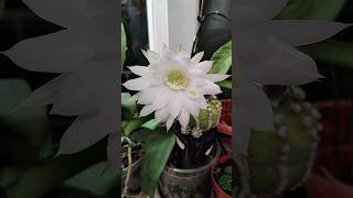 Echinopsis bloomed cactus relaxation flowers [upl. by Ybot453]