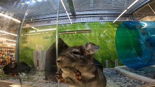 Cute Baby Chinchillas at Petsmart [upl. by Llevron47]