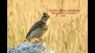 CANTO DELLE ALLODOLE 2015 [upl. by Losse]