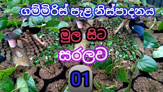 01 පියවර ගම්මිරිස් පැළ නිස්පාදනය මුල සිට සරලවgammiris wagawagammiris wagawa sinhalamy lanka ppc [upl. by Iosep]