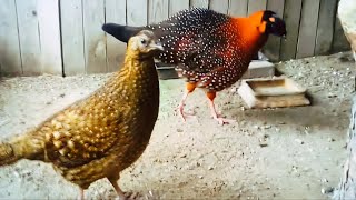 Satyr tragopan found along the Himalayas combines warm tones that inspire passionate creativity [upl. by Eidnim219]