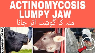 ACTINOMYCOSISLUMPY JAWBACTERIAL INFECTIONACTINOMYCES BOVISCATTLEBUFFALOBY DR RIZWAN JAMAL [upl. by Laughry]