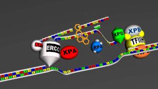 DNA repair  global genome Nucleotide excision repair v 30  Full HD [upl. by Nataniel]