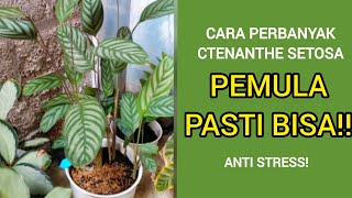 Perbanyakan Calathea Ctenanthe Setosa Compact Star [upl. by Reace486]