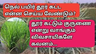 நெல் பயிர் வேர் வளர்ச்சியின் முக்கியத்தும் பின் நன்கு தூர் கட்டும்  paddy white Roots important [upl. by Aisekal341]