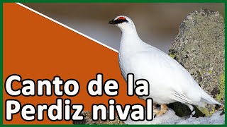 🟢 CANTO DE LA PERDIZ NIVAL Lagopus muta 🦃🎵 Lagópodo alpino [upl. by Lashondra]