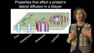 Jennifer LippincottSchwartz NIH Part 2 Photobleaching and Photoactivation [upl. by Adriena]