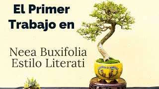 Primer Trabajo en Neea Buxifolia estilo Literati [upl. by Soma]