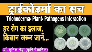 What is Trichoderma  How Trichoderma Work  Trichoderma Plant Pathogens Interactionkhetikadoctor [upl. by Elleiad]