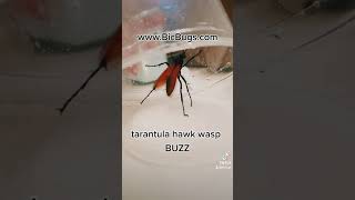 Tarantula hawk wasp BUZZ wwwBicBugscom [upl. by Sirrep]