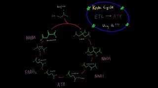 Krebs Cyle and the Electron Transport Chain EVERYTHING YOU NEED TO KNOW BIOCHEMISTRY MCAT [upl. by Aramahs687]