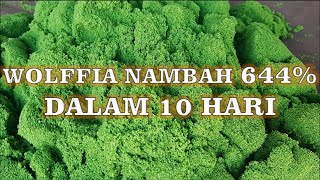 Perkembangan Wolffia selama 10 Hari dengan Pupuk Organik Azolla [upl. by Lateehs675]