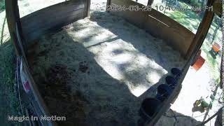 Magic In Motion Gypsy Vanners Foaling Cam [upl. by Htrag]