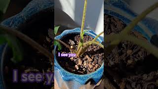 Loving my plant with new growth  growth plants houseplants [upl. by Cyrillus]