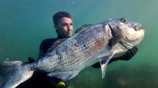 This fish took me 10 years to find  spearfishing 16KG White Musselcracker [upl. by Massiw973]