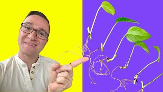 Pothos Propagation Easiest way to a FULL PLANT from SCRATCH [upl. by Anaihk]