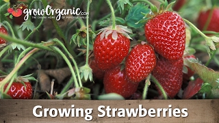 How to Grow Organic Strawberries [upl. by Demodena7]