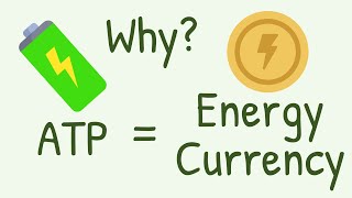 Why ATPs are called Energy Currency of the Cell [upl. by Ydnar]