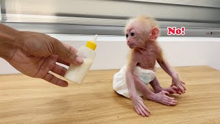 Baby monkey Annie sulks at dad  Full Version [upl. by Lyndsie]