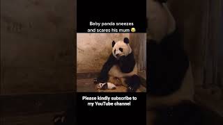 Baby panda sneeze and scares his mom 🐼 [upl. by Ardnahcal]