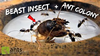 FEEDING A BEAST INSECT TO MY ANTS [upl. by Boesch]