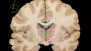 Diencéfalo subtálamo 1 [upl. by Eanad464]