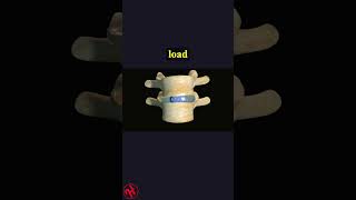 Overview Of Intervertebral Disc Mechanics health wellness shorts [upl. by Candie]