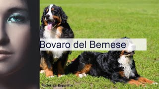 Bovaro del Bernese carattere aspetto dieta [upl. by Ihcur]