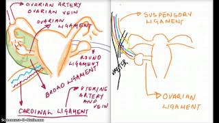 Ligaments of the Reproductive System [upl. by Frick]