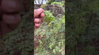 300 बीमारियों का रामबाण इलाज  बहुत ही कमाल का पौधा  moringa benefits healthy  Part  2 [upl. by Kathy563]