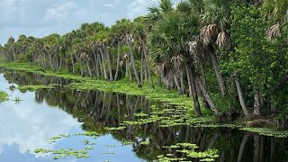 Fellsmere  Blue Cypress  Vero Beach [upl. by Anaahs]