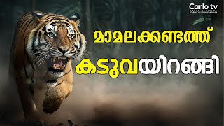 മാമലക്കണ്ടത്ത് കടുവയുടെ സാന്നിധ്യം  Tiger Attack  Mamalakandam  EparchyofKothamangalam [upl. by Omocaig]