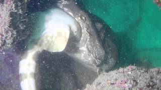 Shark Cannibal and Maneaters  Mudjimba Island QLD [upl. by Melleta]