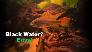 How to build Black Water Tank for Apistogramma Cacatuoides [upl. by Deeas]