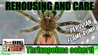 Thrixopelma Ockerti quotPeruvian Flame Rumpquot Care and Rehouse [upl. by Atlas]