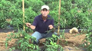 How to Grow Tomatoes Staking [upl. by Adnawot870]