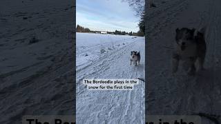 The bordoodle plays in the snow for the first time bordoodle la￼bradoodle puppy [upl. by Naik]